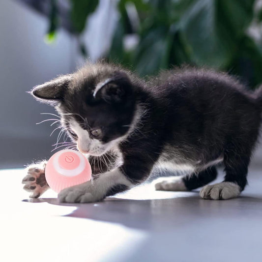 juguete interactivo para tu mascota OFERTA 2X1 llevas dos pagas uno